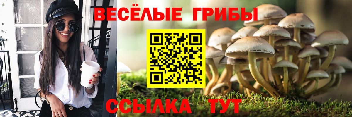 Галлюциногенные грибы Psilocybe Люберцы